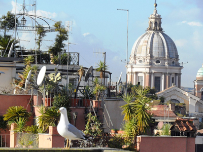 Spanish steps penthouse seagulls cheerful in the terrace